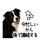 ボーダーコリー★ず～と使える即返信！便利（個別スタンプ：23）