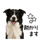 ボーダーコリー★ず～と使える即返信！便利（個別スタンプ：24）