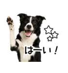 ボーダーコリー★ず～と使える即返信！便利（個別スタンプ：25）