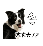 ボーダーコリー★ず～と使える即返信！便利（個別スタンプ：28）