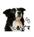 ボーダーコリー★ず～と使える即返信！便利（個別スタンプ：29）