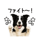ボーダーコリー★ず～と使える即返信！便利（個別スタンプ：30）