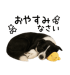 ボーダーコリー★ず～と使える即返信！便利（個別スタンプ：31）