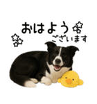 ボーダーコリー★ず～と使える即返信！便利（個別スタンプ：32）
