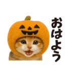 秋♪子猫の日常フレーズ（個別スタンプ：1）