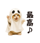 秋♪子猫の日常フレーズ（個別スタンプ：3）