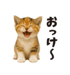 秋♪子猫の日常フレーズ（個別スタンプ：5）