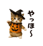 秋♪子猫の日常フレーズ（個別スタンプ：6）