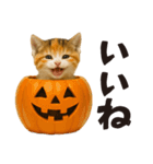 秋♪子猫の日常フレーズ（個別スタンプ：7）