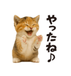 秋♪子猫の日常フレーズ（個別スタンプ：10）