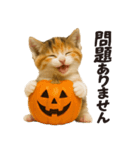 秋♪子猫の日常フレーズ（個別スタンプ：11）