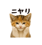 秋♪子猫の日常フレーズ（個別スタンプ：13）