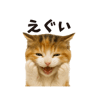 秋♪子猫の日常フレーズ（個別スタンプ：14）