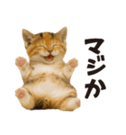 秋♪子猫の日常フレーズ（個別スタンプ：16）
