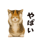 秋♪子猫の日常フレーズ（個別スタンプ：18）