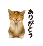 秋♪子猫の日常フレーズ（個別スタンプ：22）