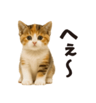 秋♪子猫の日常フレーズ（個別スタンプ：25）