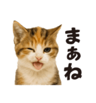 秋♪子猫の日常フレーズ（個別スタンプ：26）