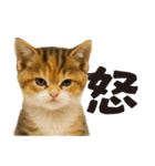秋♪子猫の日常フレーズ（個別スタンプ：28）