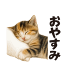 秋♪子猫の日常フレーズ（個別スタンプ：31）