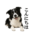 ボーダーコリー★毎日使える敬語スタンプ（個別スタンプ：2）