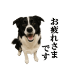 ボーダーコリー★毎日使える敬語スタンプ（個別スタンプ：5）