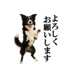 ボーダーコリー★毎日使える敬語スタンプ（個別スタンプ：6）