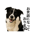 ボーダーコリー★毎日使える敬語スタンプ（個別スタンプ：9）