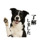 ボーダーコリー★毎日使える敬語スタンプ（個別スタンプ：10）