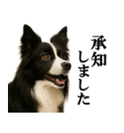ボーダーコリー★毎日使える敬語スタンプ（個別スタンプ：11）
