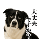 ボーダーコリー★毎日使える敬語スタンプ（個別スタンプ：12）