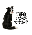 ボーダーコリー★毎日使える敬語スタンプ（個別スタンプ：14）