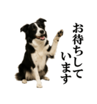 ボーダーコリー★毎日使える敬語スタンプ（個別スタンプ：15）