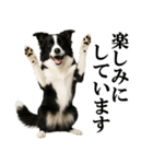 ボーダーコリー★毎日使える敬語スタンプ（個別スタンプ：16）