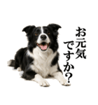 ボーダーコリー★毎日使える敬語スタンプ（個別スタンプ：20）