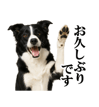 ボーダーコリー★毎日使える敬語スタンプ（個別スタンプ：21）