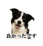 ボーダーコリー★毎日使える敬語スタンプ（個別スタンプ：26）