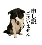 ボーダーコリー★毎日使える敬語スタンプ（個別スタンプ：28）