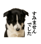 ボーダーコリー★毎日使える敬語スタンプ（個別スタンプ：29）