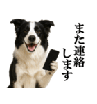 ボーダーコリー★毎日使える敬語スタンプ（個別スタンプ：31）