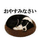 ボーダーコリー★毎日使える敬語スタンプ（個別スタンプ：32）