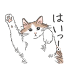 ノルウェージャン ハチワレねこ2（個別スタンプ：1）