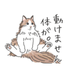 ノルウェージャン ハチワレねこ2（個別スタンプ：9）