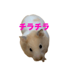 おこめちゃんスタンプ！（個別スタンプ：9）