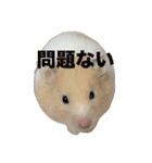 おこめちゃんスタンプ！（個別スタンプ：17）