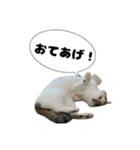 しえるにゃん♡（個別スタンプ：12）