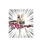 しえるにゃん♡（個別スタンプ：14）