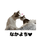 しえるにゃん♡（個別スタンプ：15）