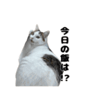 しえるにゃん♡（個別スタンプ：16）