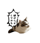 しえるにゃん♡（個別スタンプ：22）